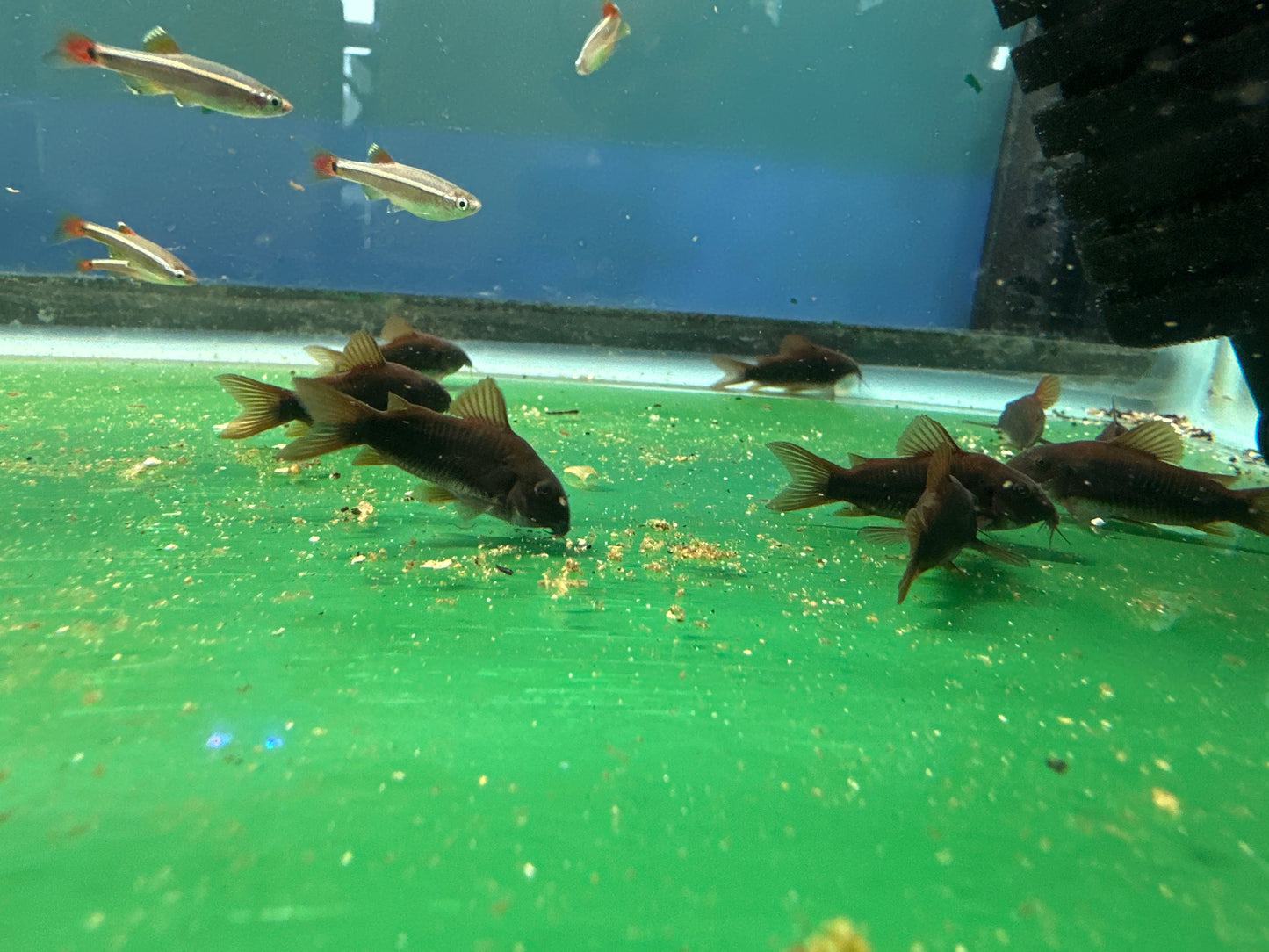 Black Venezuela Cory Catfish (Corydoras schultzei), Tank-Bred