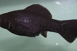 Black Sailfin Molly (PAIR)