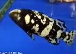 Bumblebee Grouper (Epinephelus lanceolatus) 3"-4" (Light Brackish) 1LEFT IN STOCK