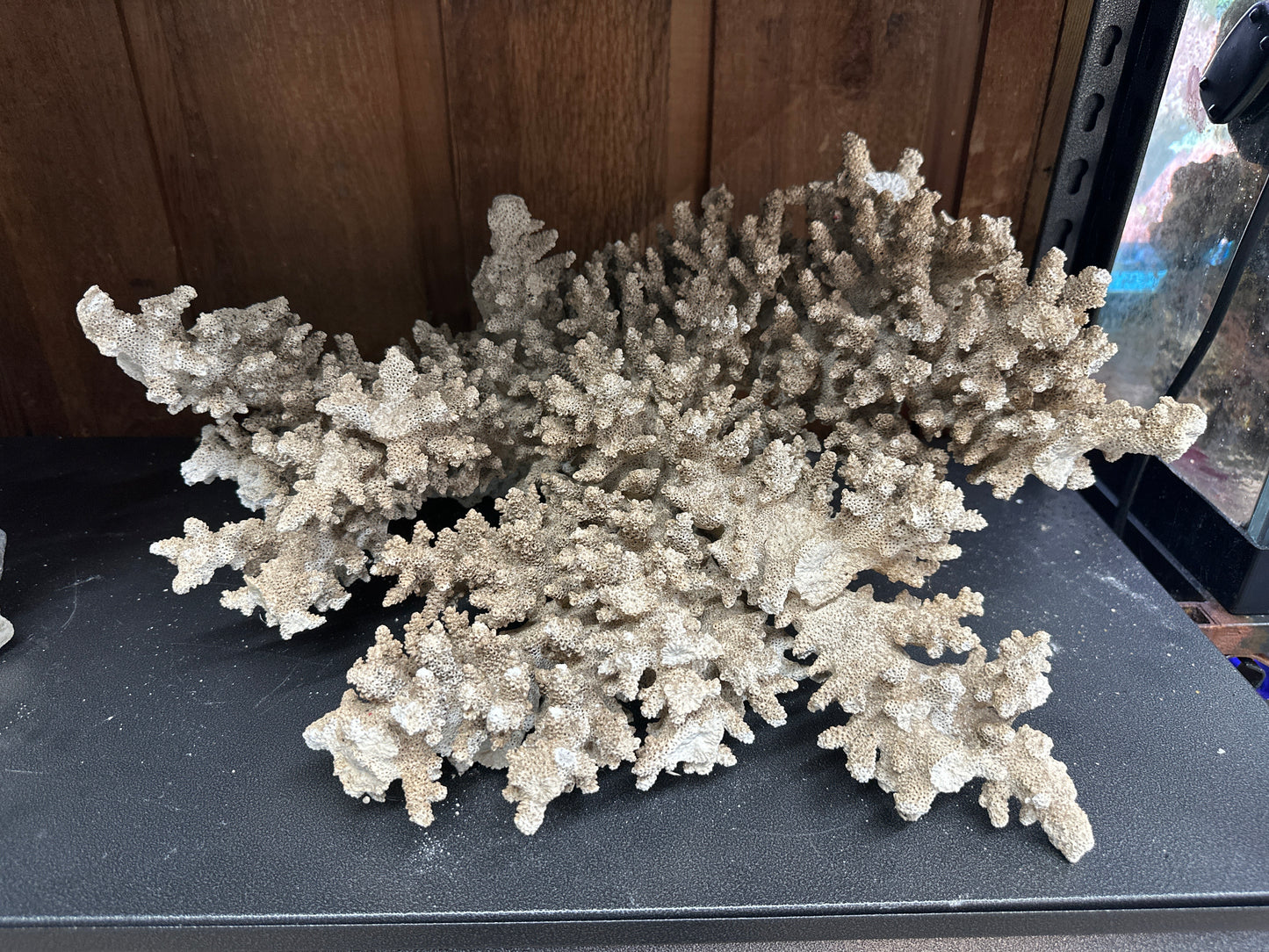 REAL Extra Large Coral 18"x16"x10"h