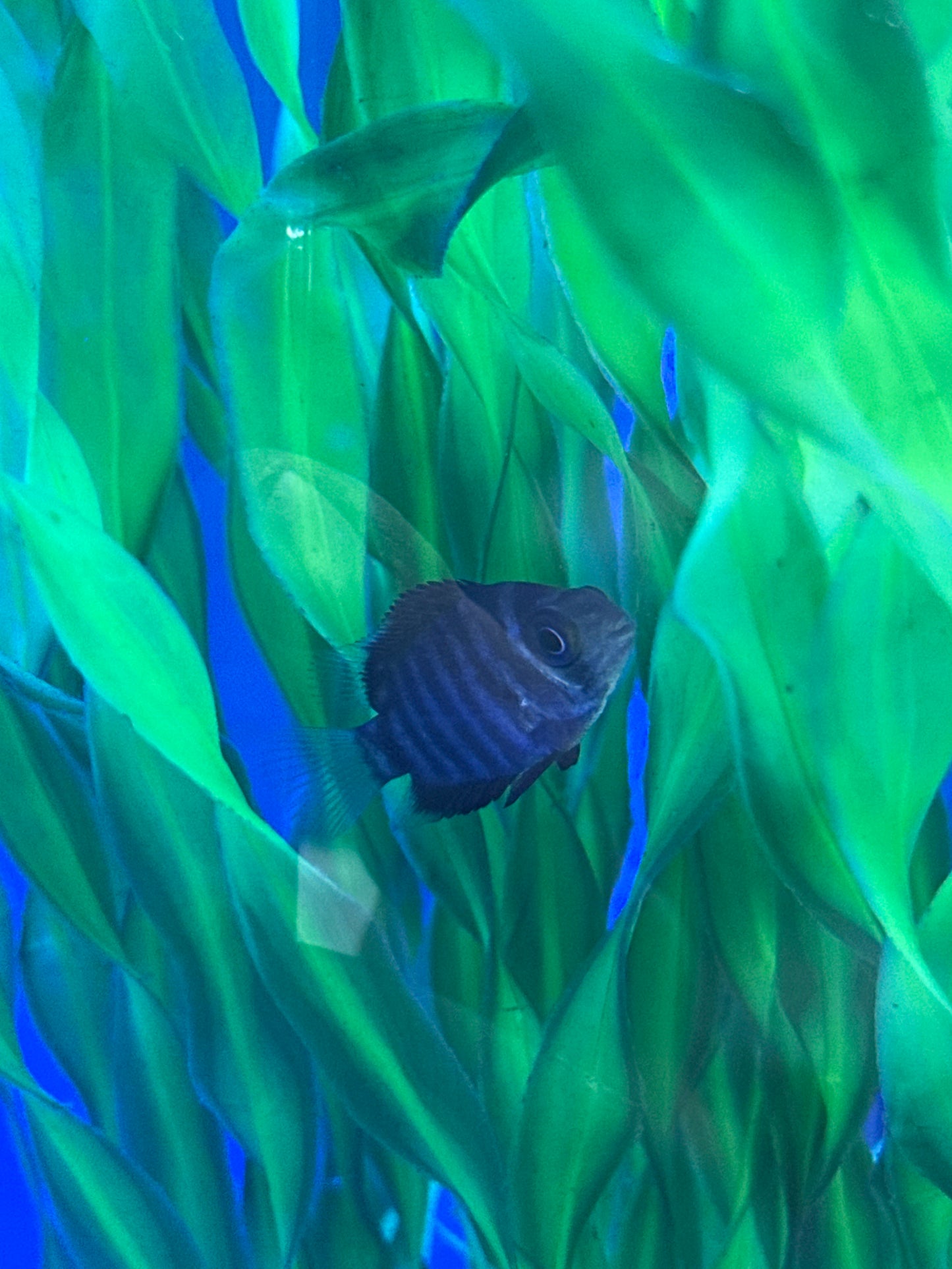 Blue Turquoise Severum (Heros Severus)