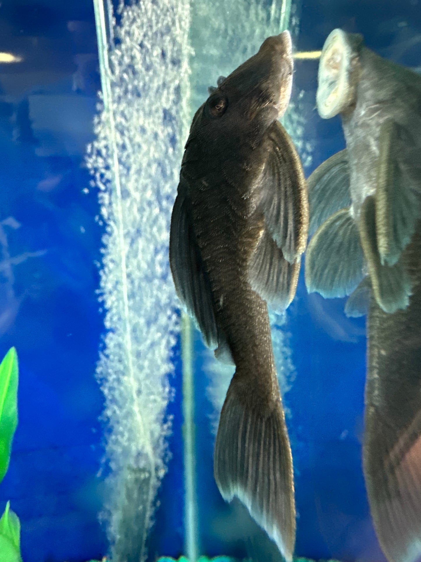 L239 Blue Panaque Pleco (Baryancistrus beggini)