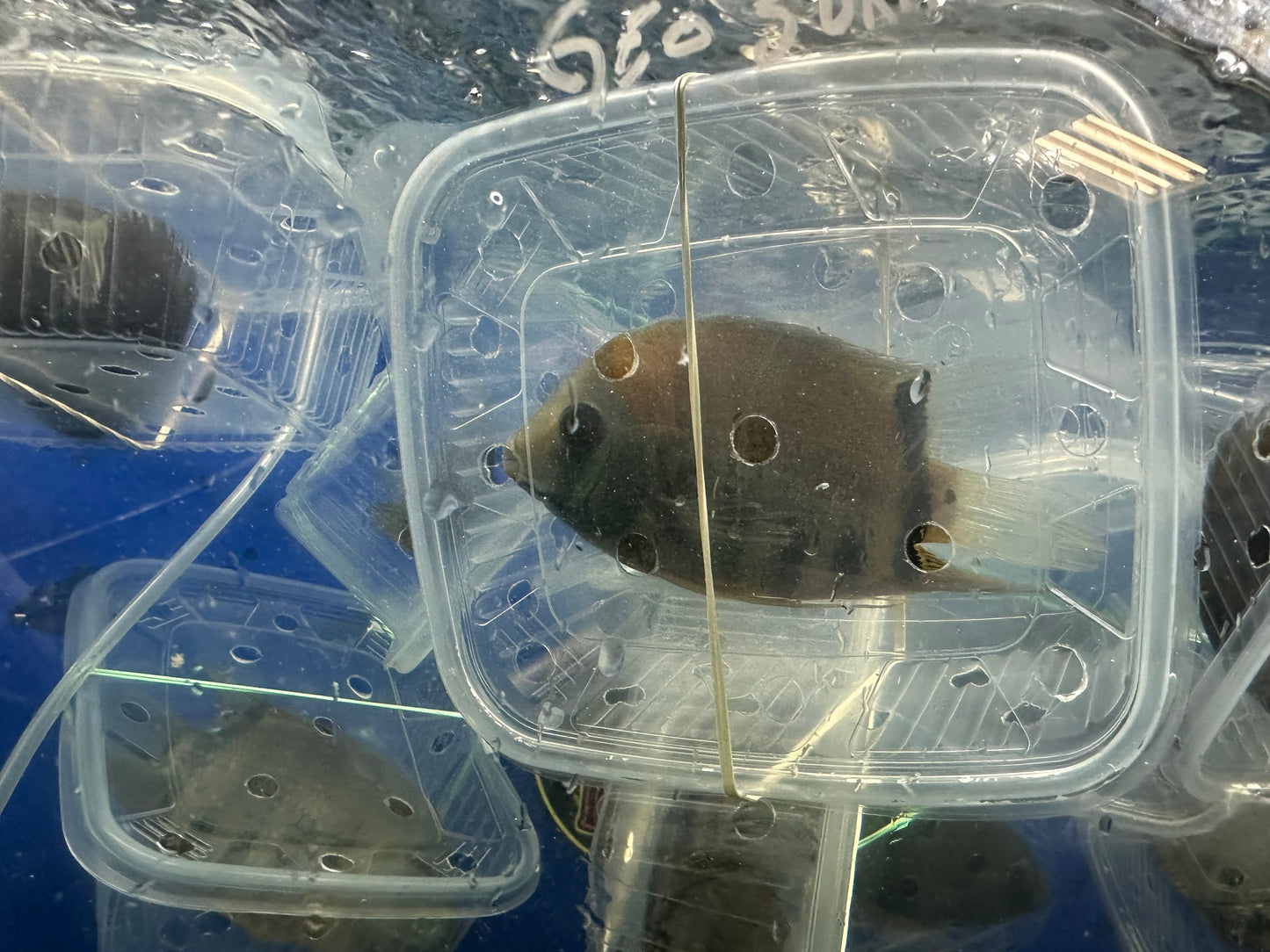 Red Shoulder Severum (Heros Efasciatus)