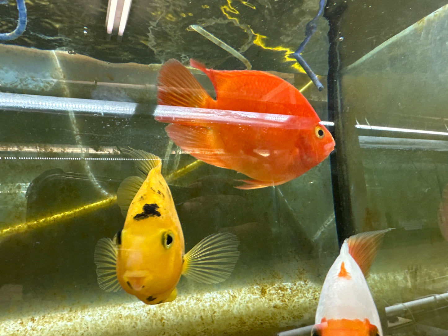 Heart Shape Red Parrot - Amphilophus citrinellus x Paraneetroplus synspilus 3"