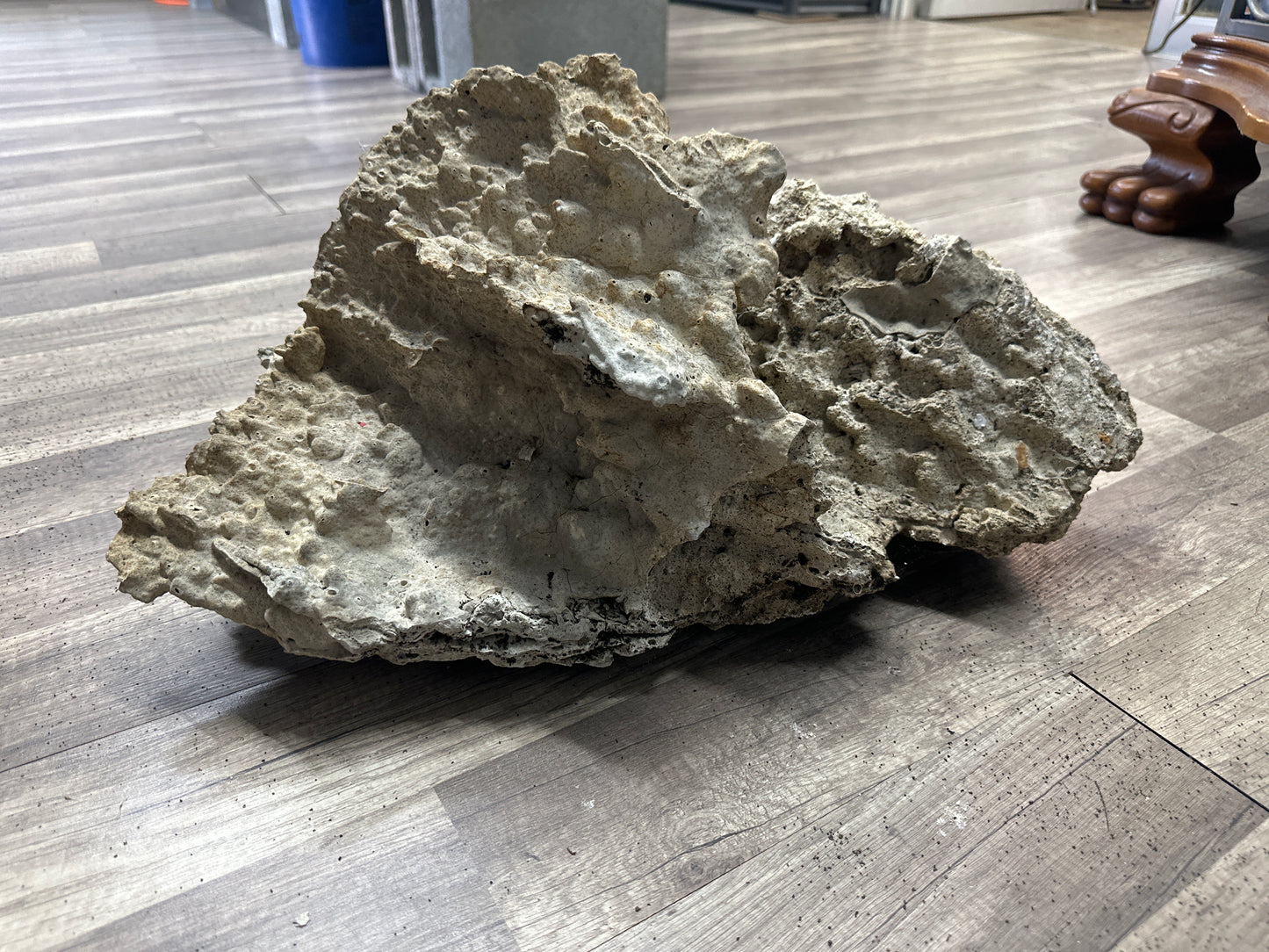 REAL Extra Large Coral 24"x12"x12"h