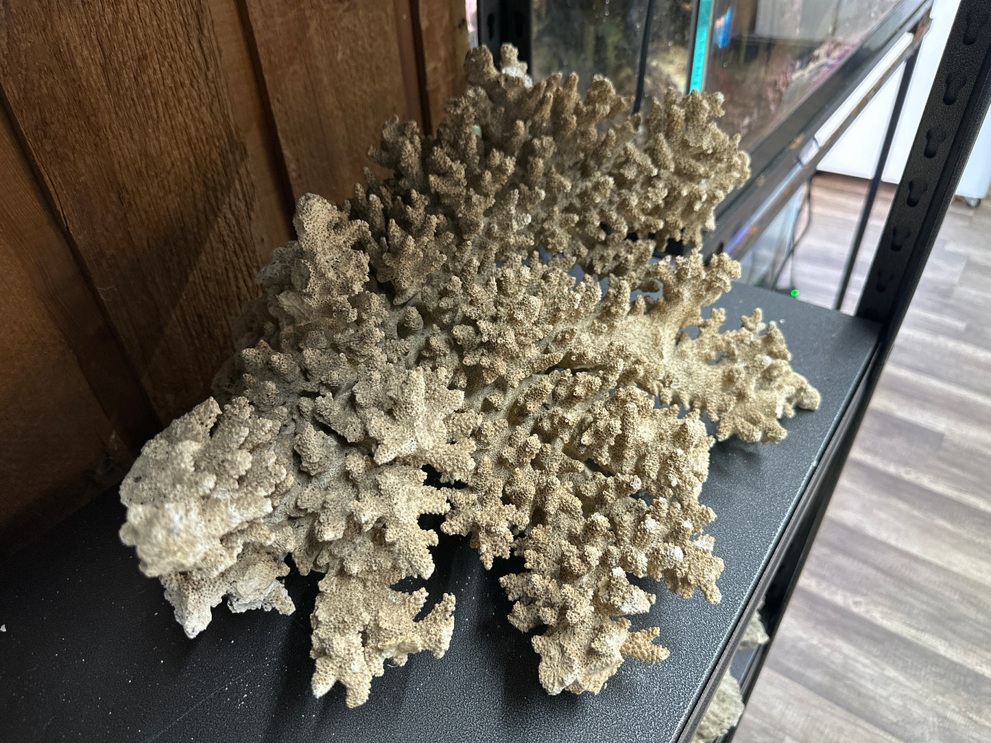 REAL Extra Large Coral 18"x16"x10"h