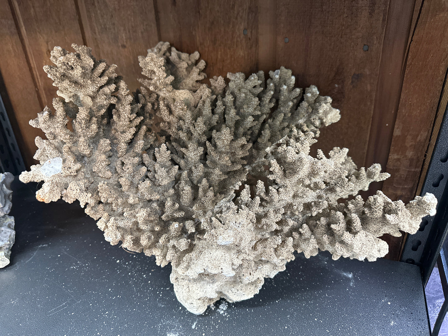 REAL Extra Large Coral 18"x16"x10"h