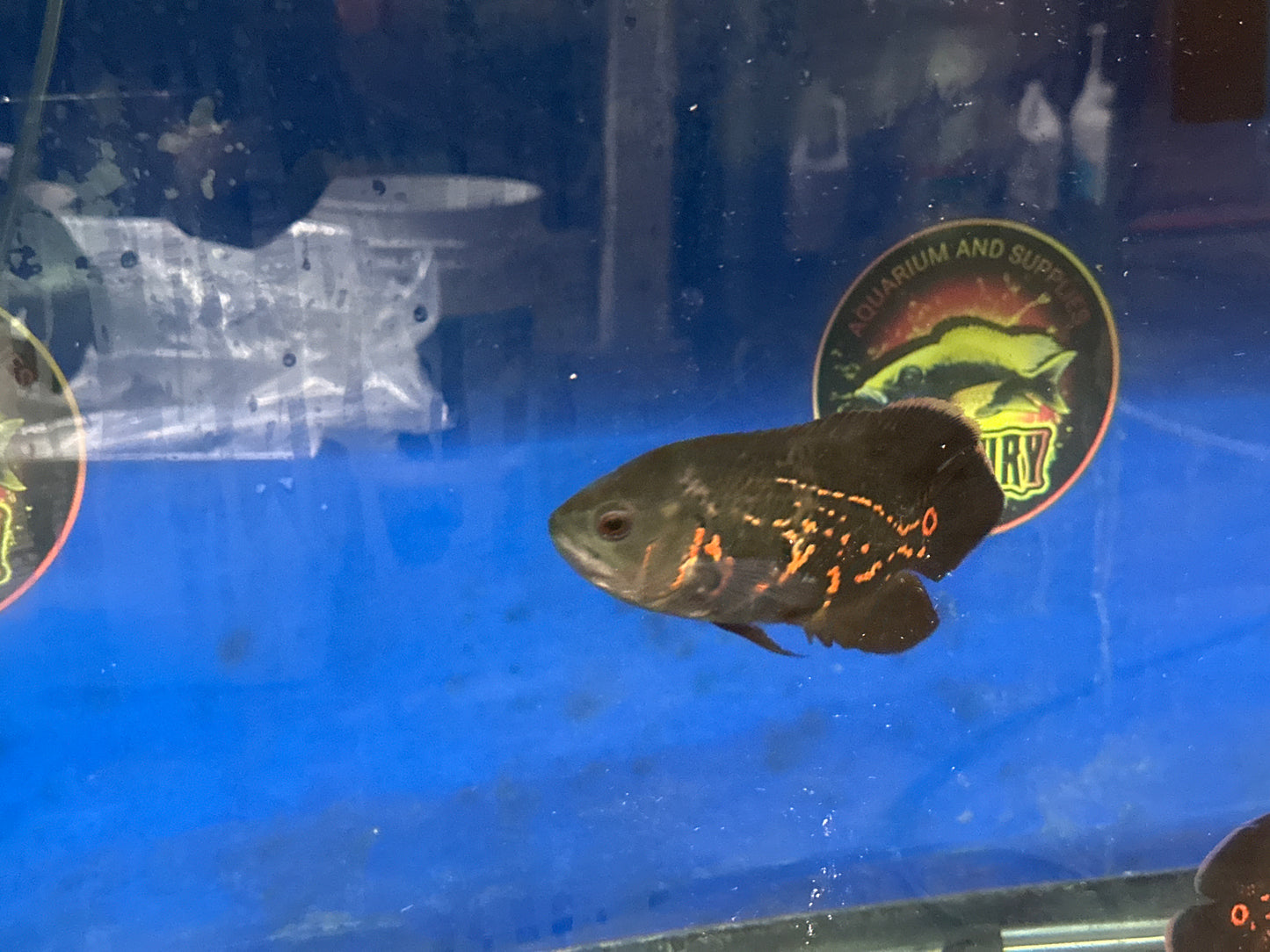 Bumblebee Oscar 5"+(captive breeding)
