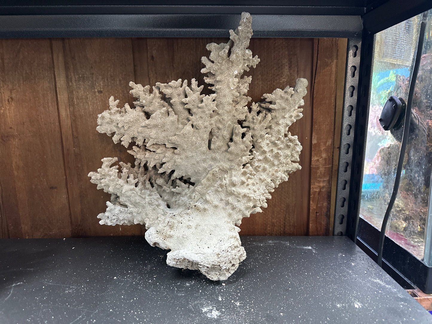 REAL Extra Large Coral 18"x16"x10"h