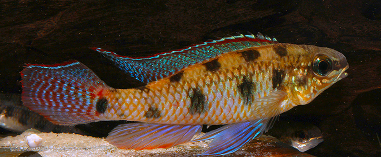 Spadetail Checkerboard Cichlid (Dicrossus maculatus)