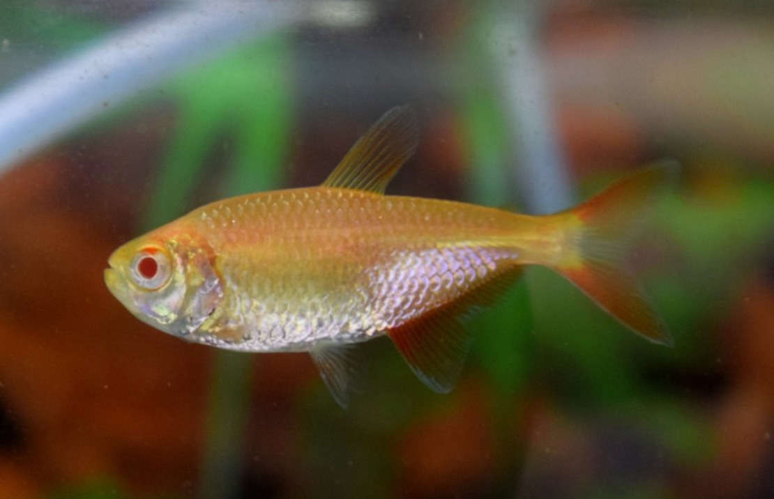 Albino Buenos Aires Tetra x 6 (group of 6)