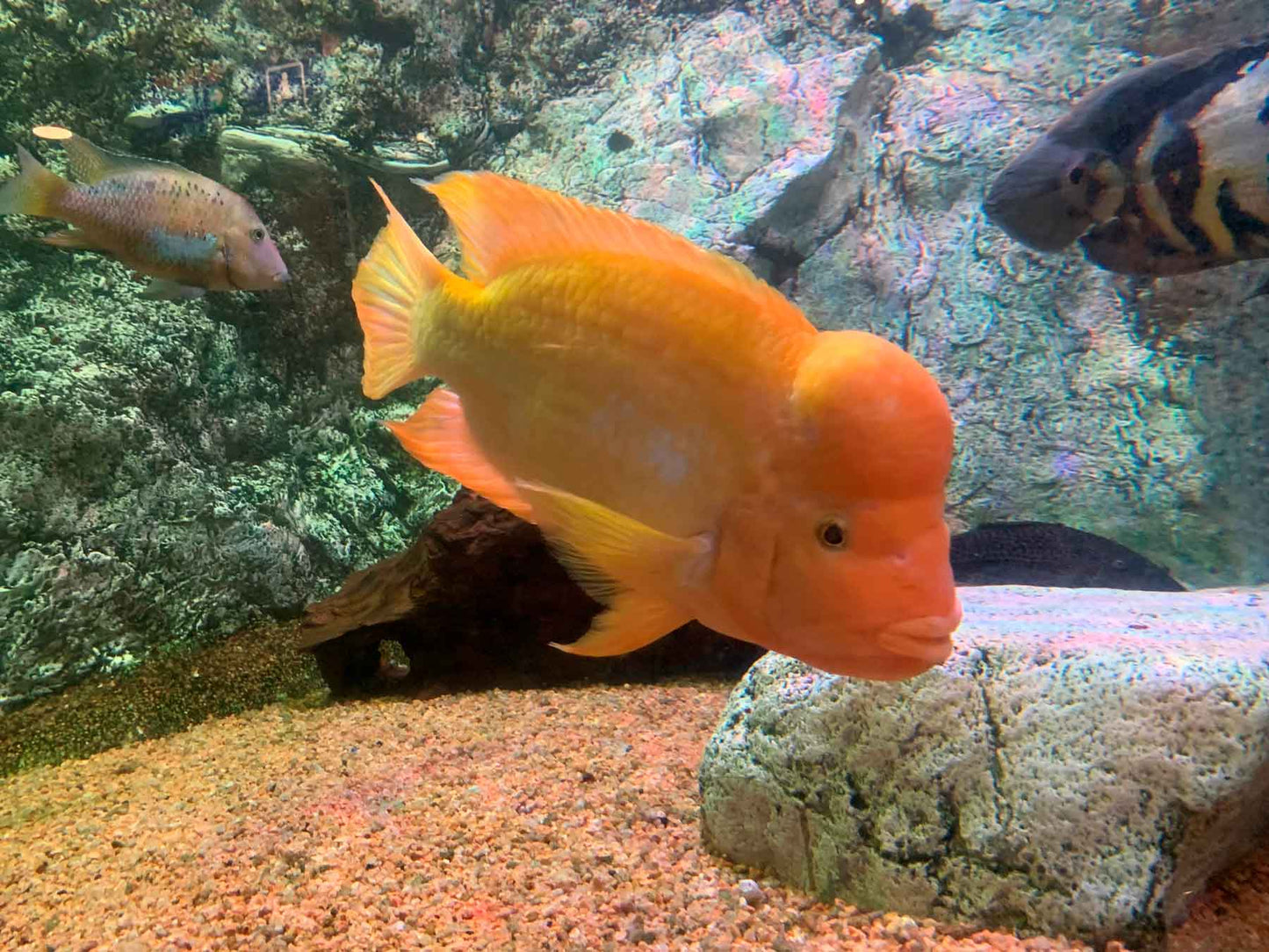 Midas Cichlid 2"