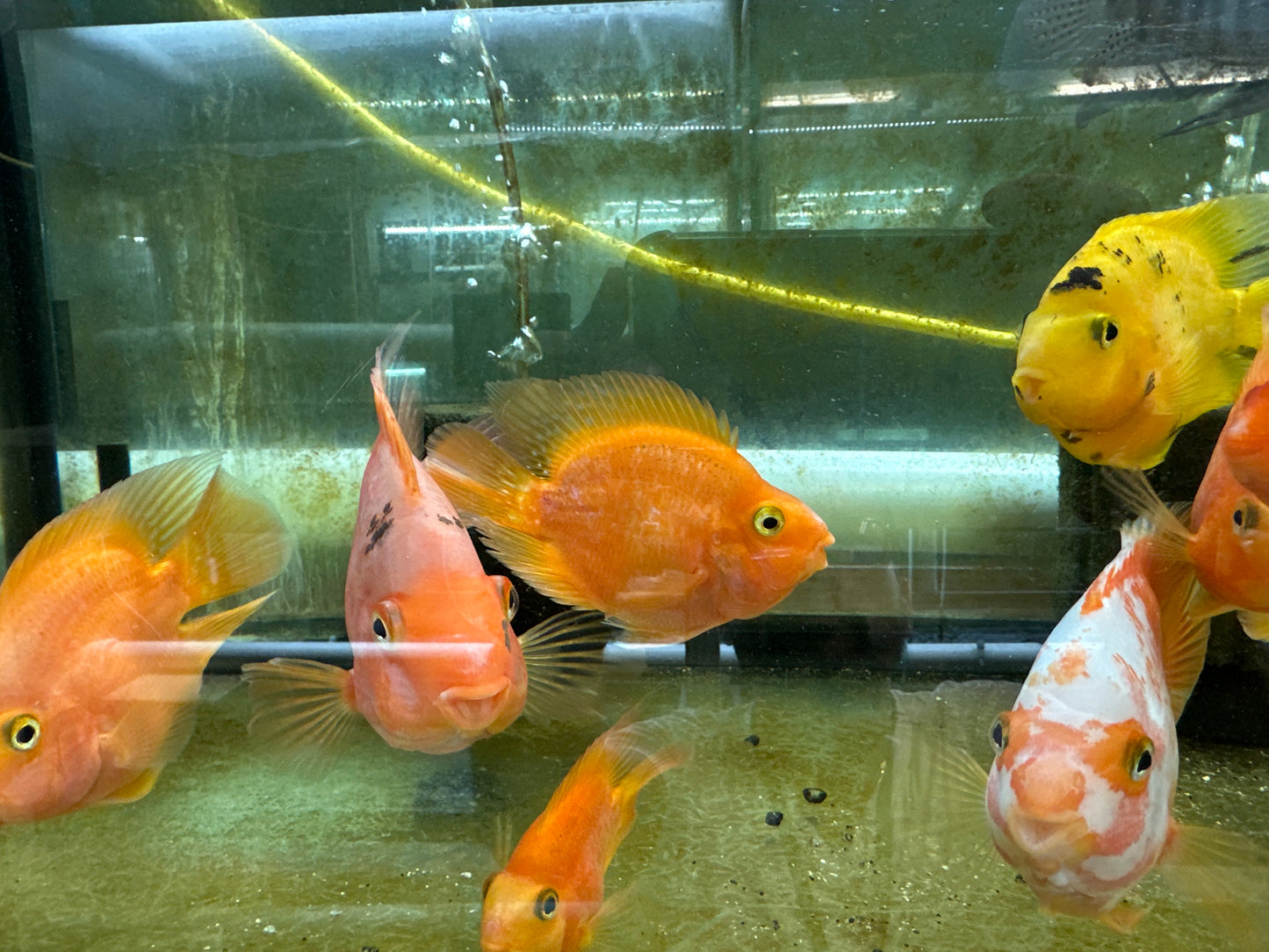 CICHLID – PARROT BLOOD / RED Amphilophus citrinellus × Heros severus