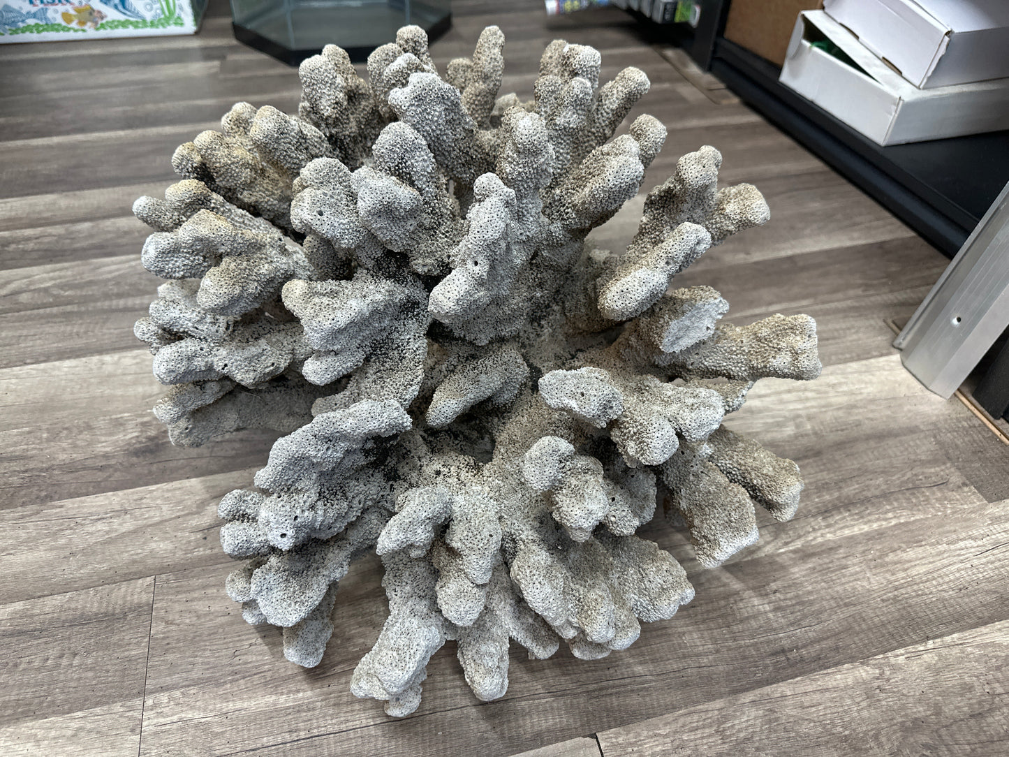 REAL Extra Large Coral 22"x17"x17"h