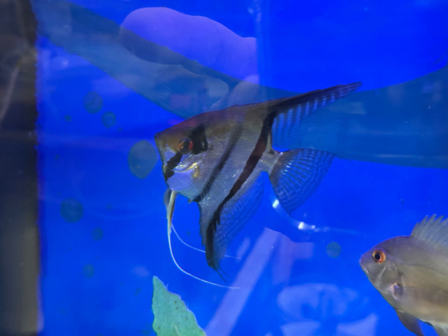 Breeding Pair - Orange Marble Angelfish