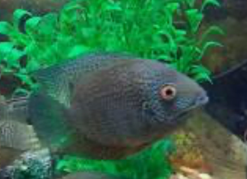 Blue Turquoise Severum (Heros Severus)