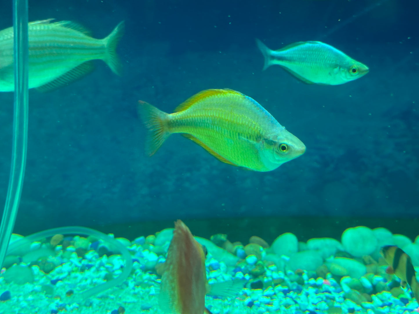 RAINBOW – YELLOW Melanotaenia herbertaxelrodi