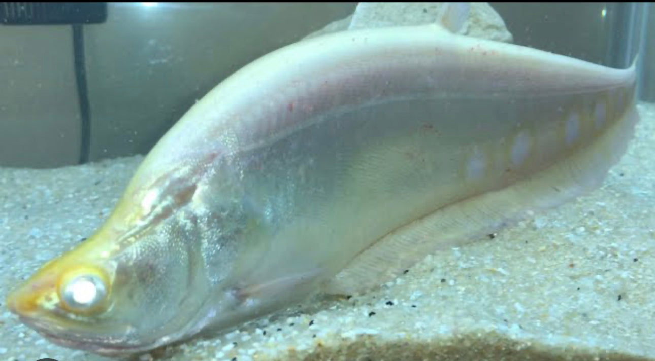 True Albino Clown Knife Fish