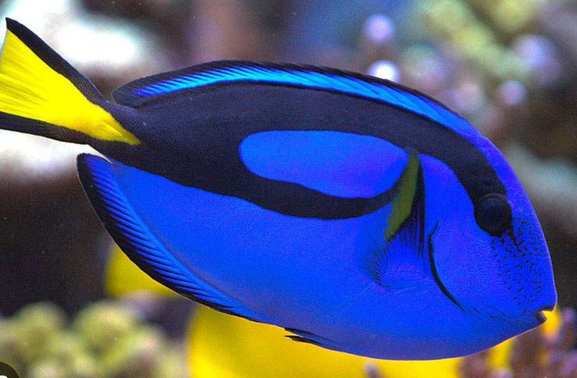 Blue Hippo Tang