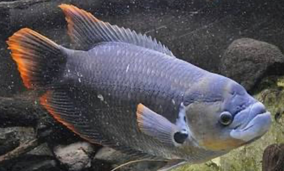 Redtail Giant Gourami 3"