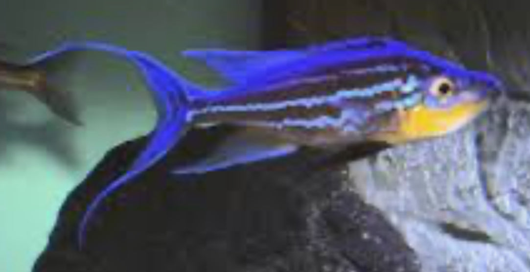 Benthochromis tricotti