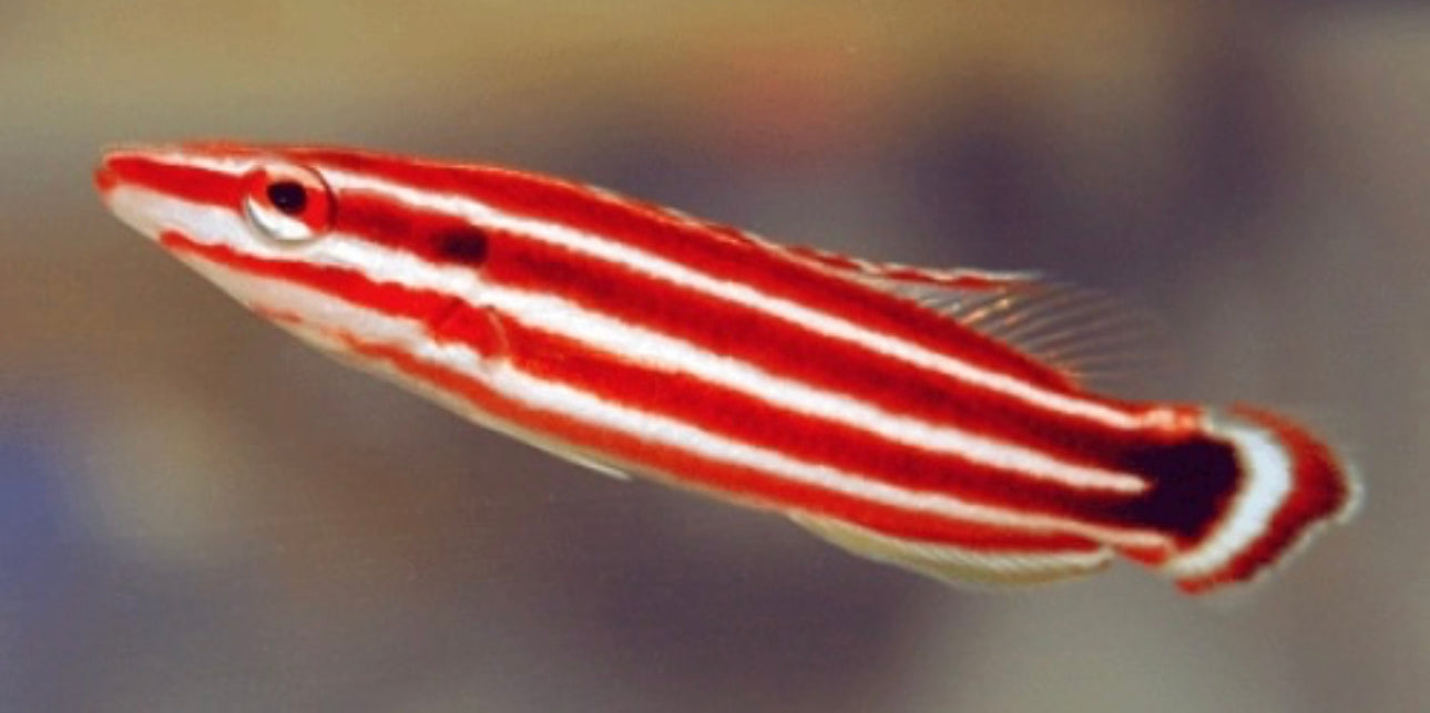Candy Cane HOGFISH-MDL