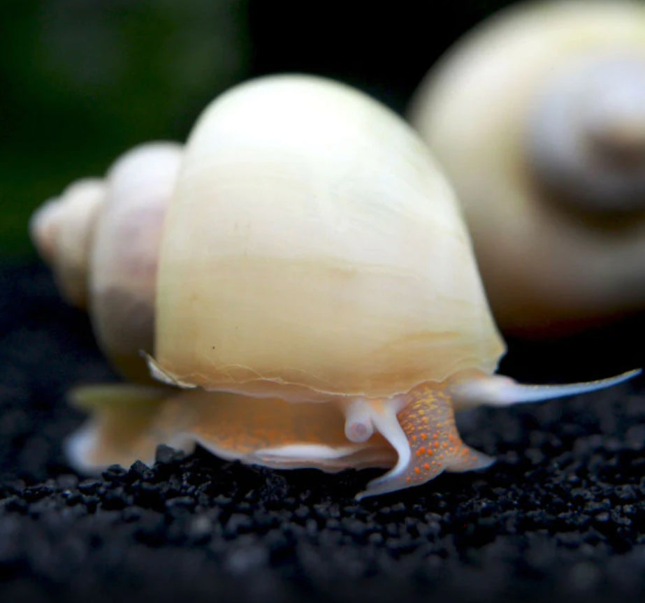 Ivory Snails