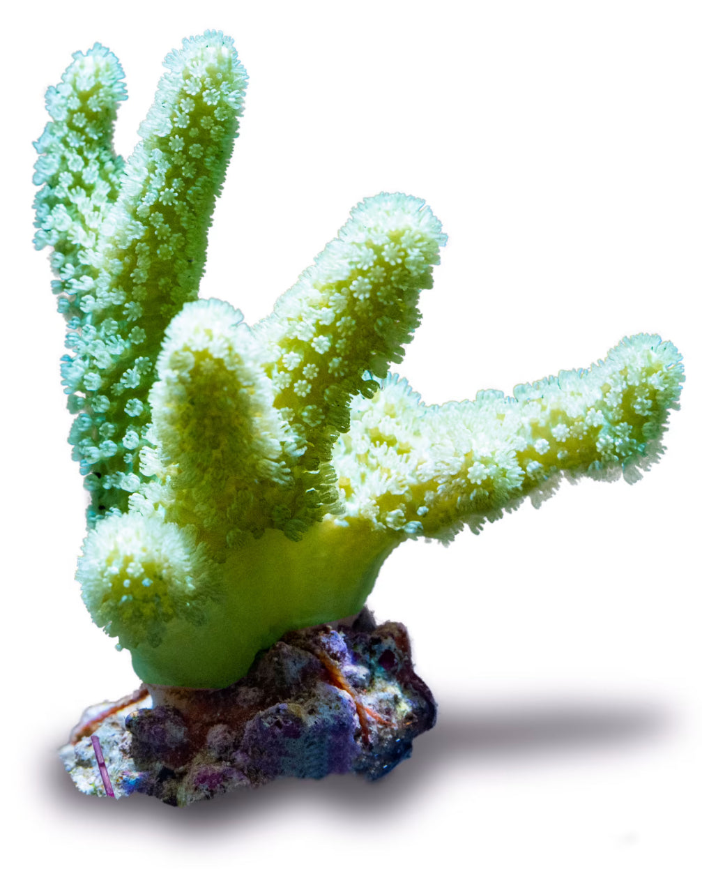 Neon Green Devil's Finger-MD