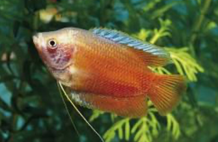 Dwarf Gourami