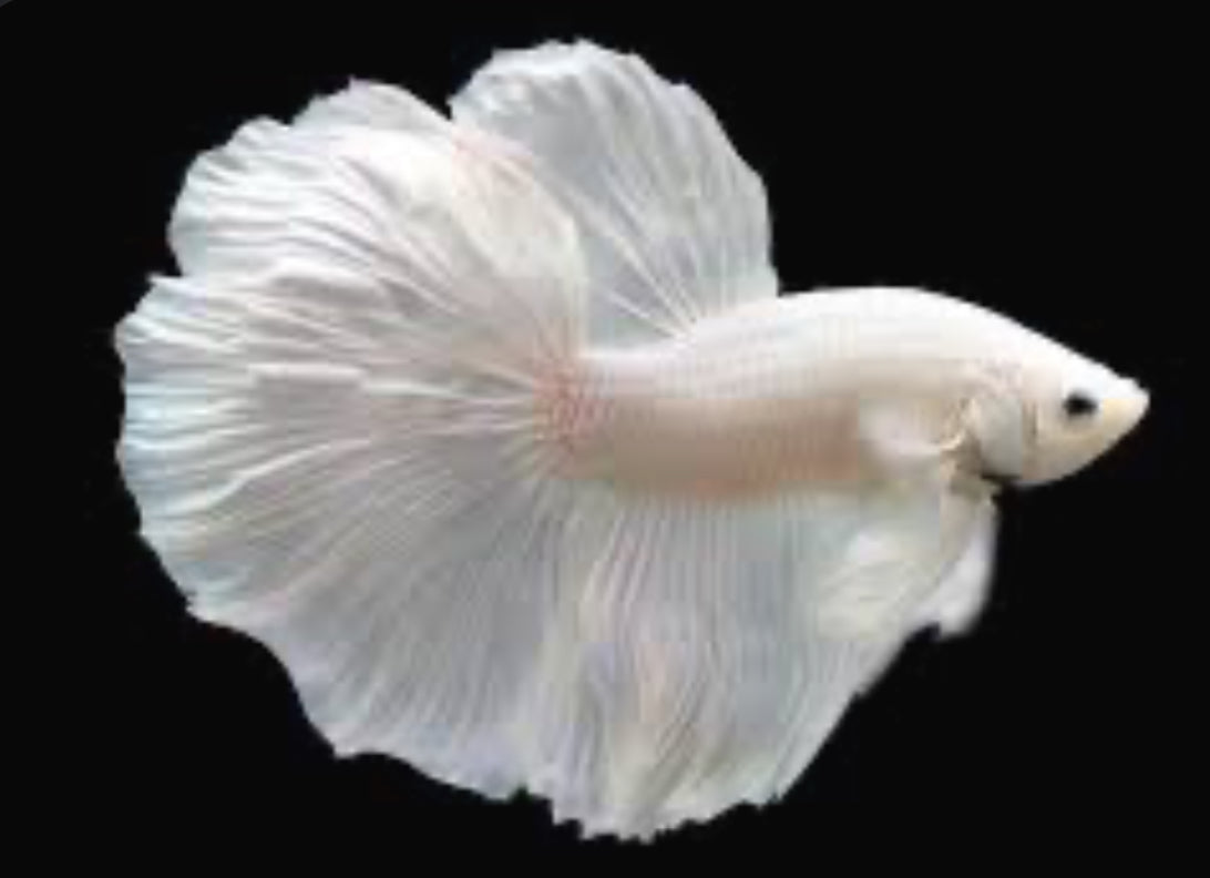White Pearl Show Betta male