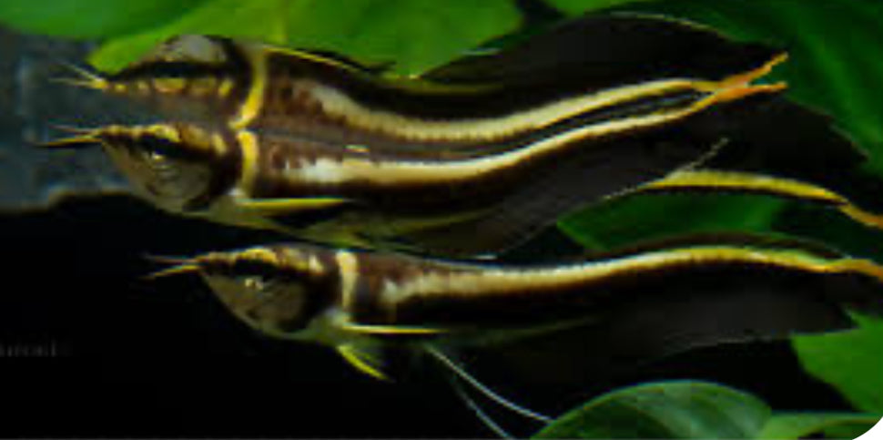 Black Arowana (Osteoglossum Ferreirai)