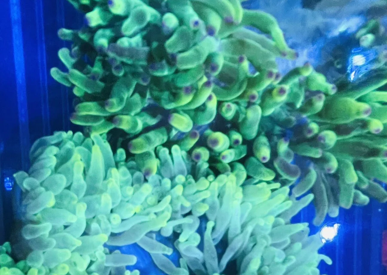 Neon Green L/T Anemone-LG