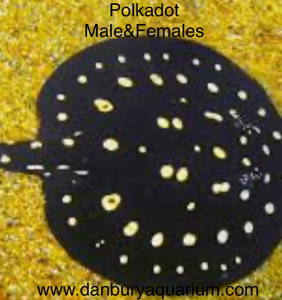 Polka-dot Stingray