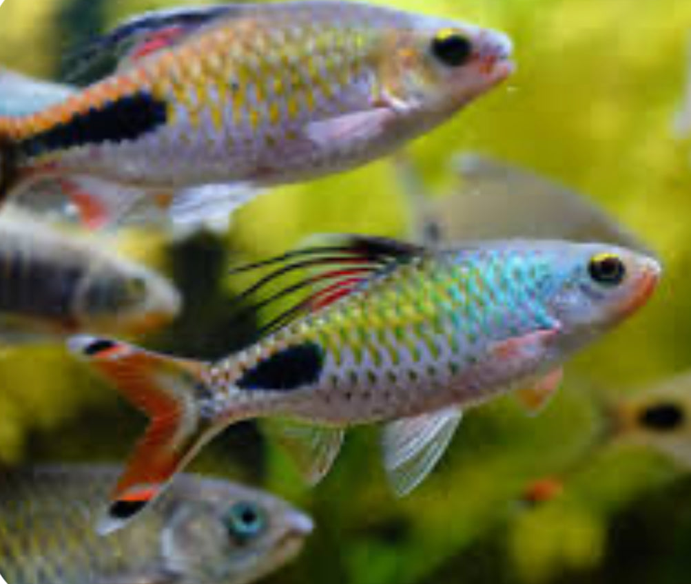 Filamentosa Barb (Dawkinsia filamentosa)