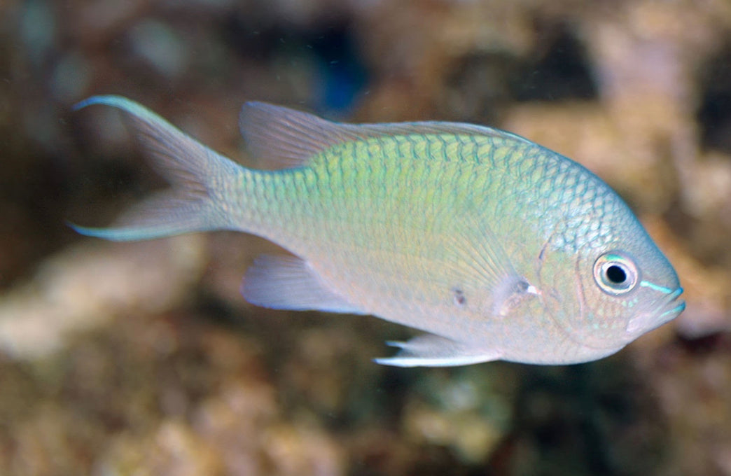 Green Chromis Damsel