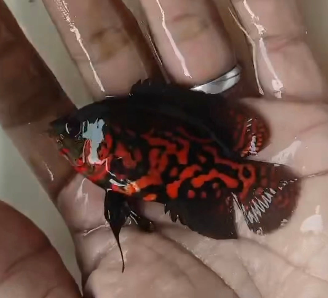 Oscar Copper Leopard (Astronotus ocellatus)