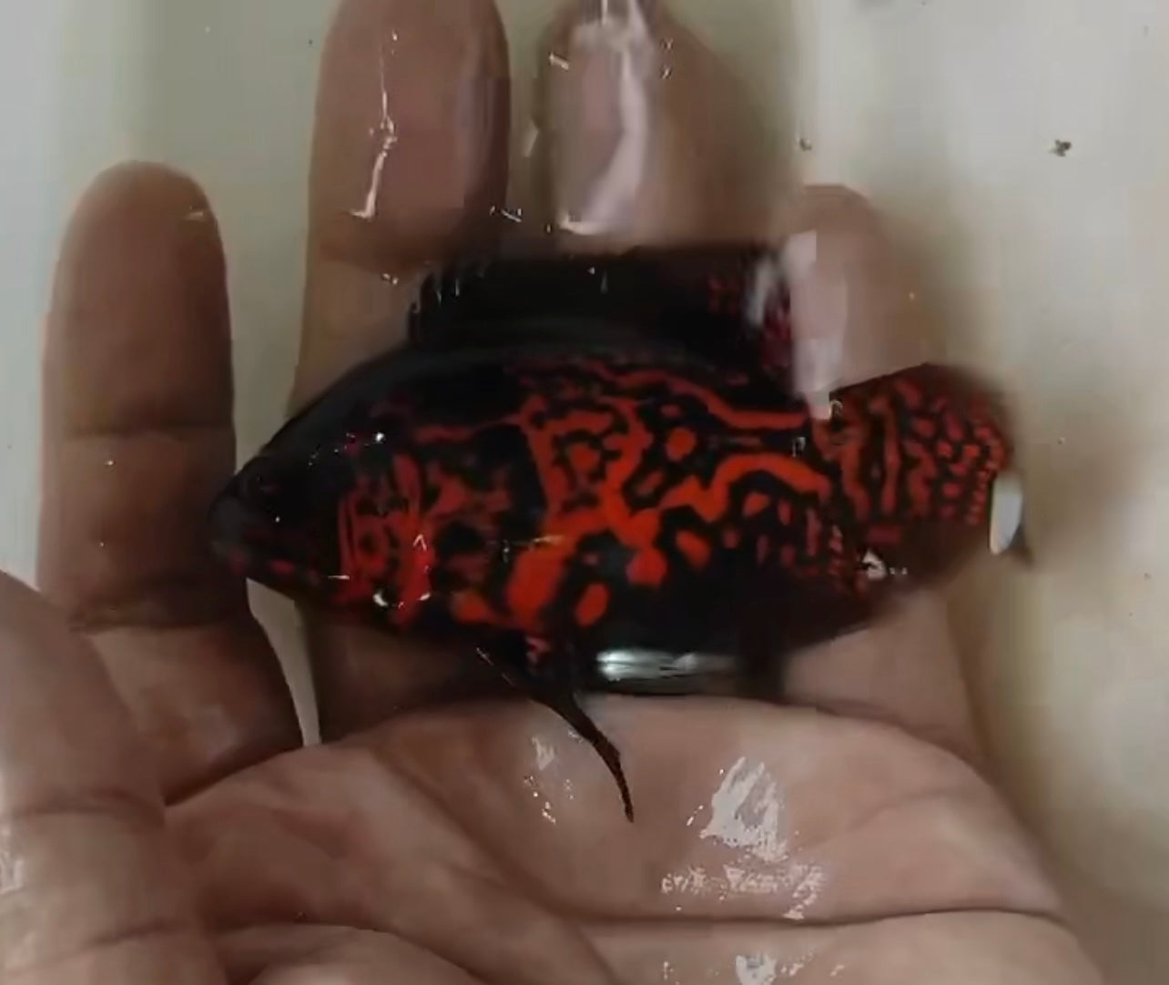 Oscar Copper Leopard (Astronotus ocellatus)