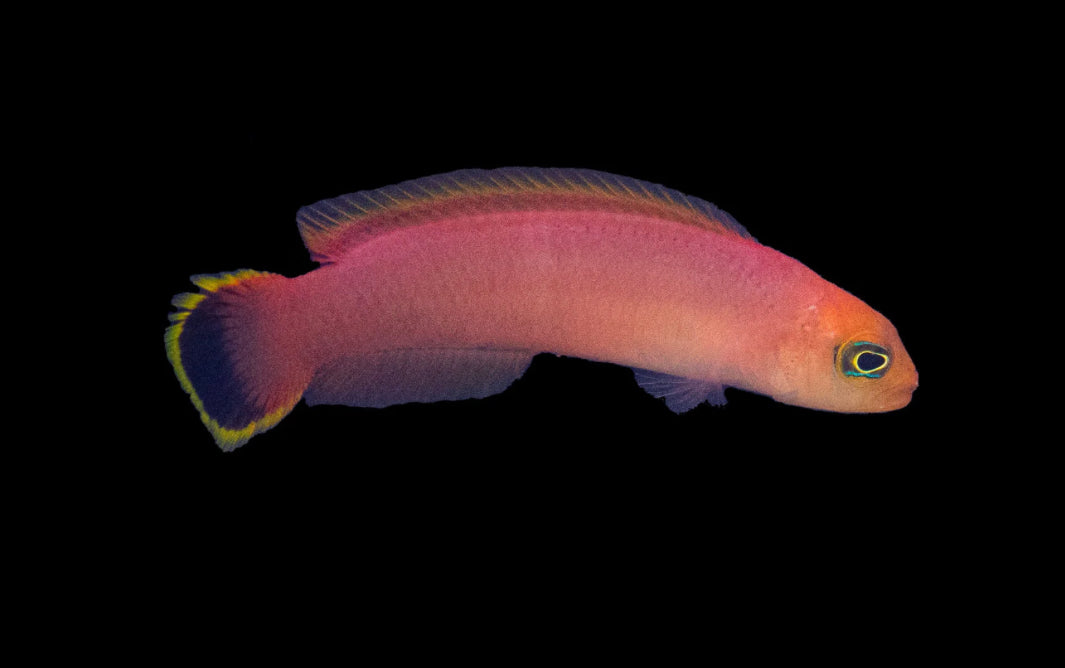 Elongated Dottyback-MD