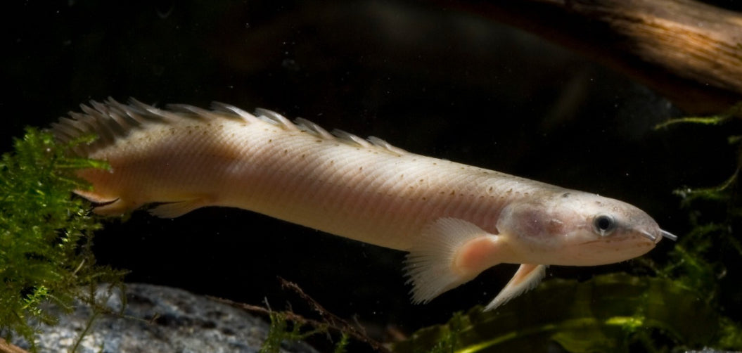 POLYPTERUS SENEGALUS 4”-5”