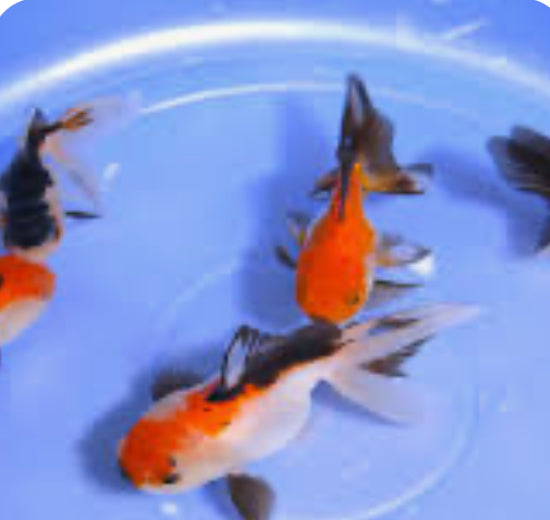 Tricolor Panda Oranda 2"+