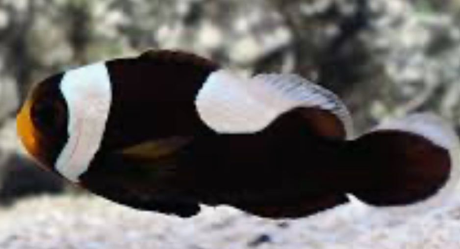 Black Saddleback Clownfish