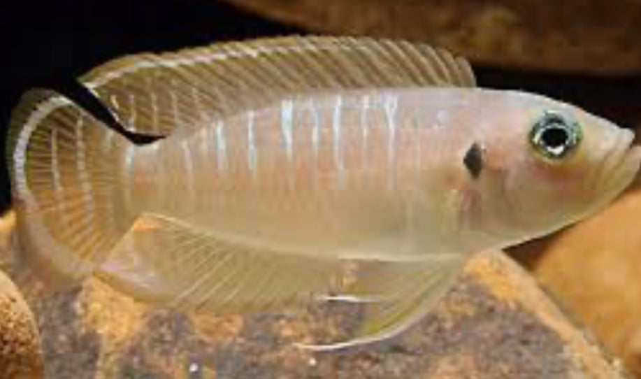 Neolamprologus brevis