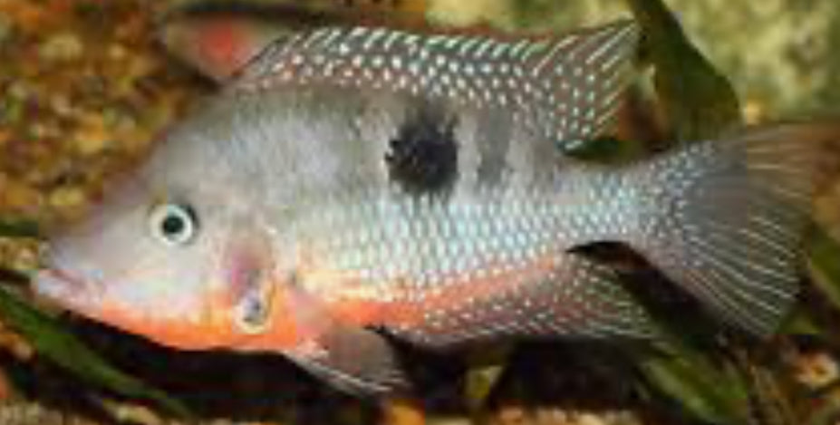 American Cichlid Firemouth Meeki 2.5"-3"