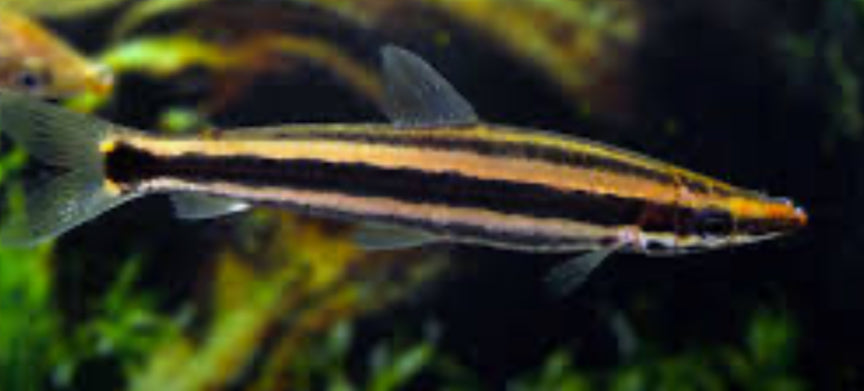 Ternetzi Headstander (Anostomus ternetzi)