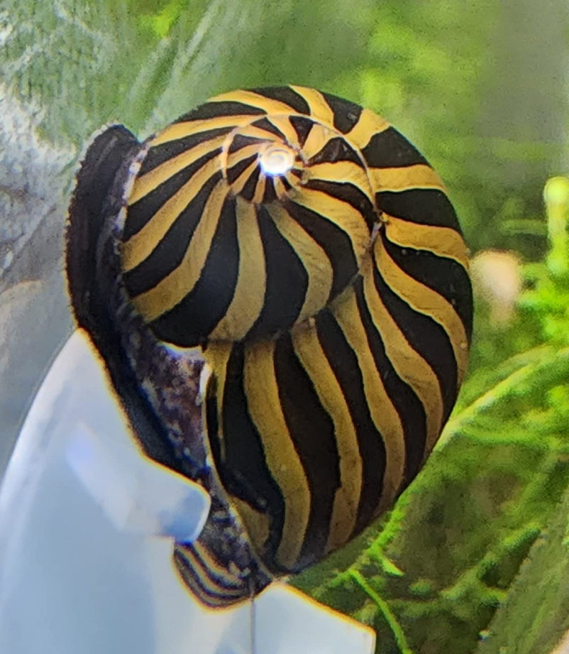 Zebra Nerite Snails
