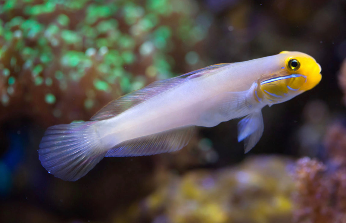 Golden Head Sleeper Goby-MDL