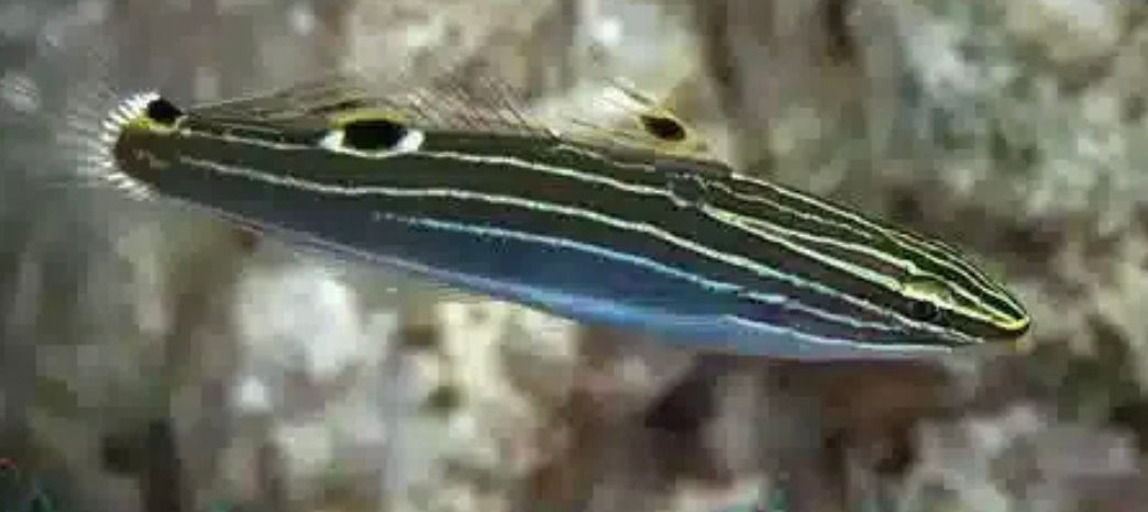 Hector's Goby-LG