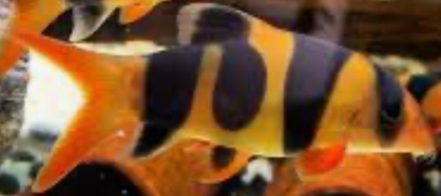 CLOWN LOACH - UNIQUE PATTERN (chromobotia macracanthus) 2" PACK OF 10