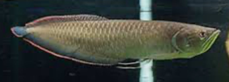 Black Arowana (Osteoglossum Ferreirai)
