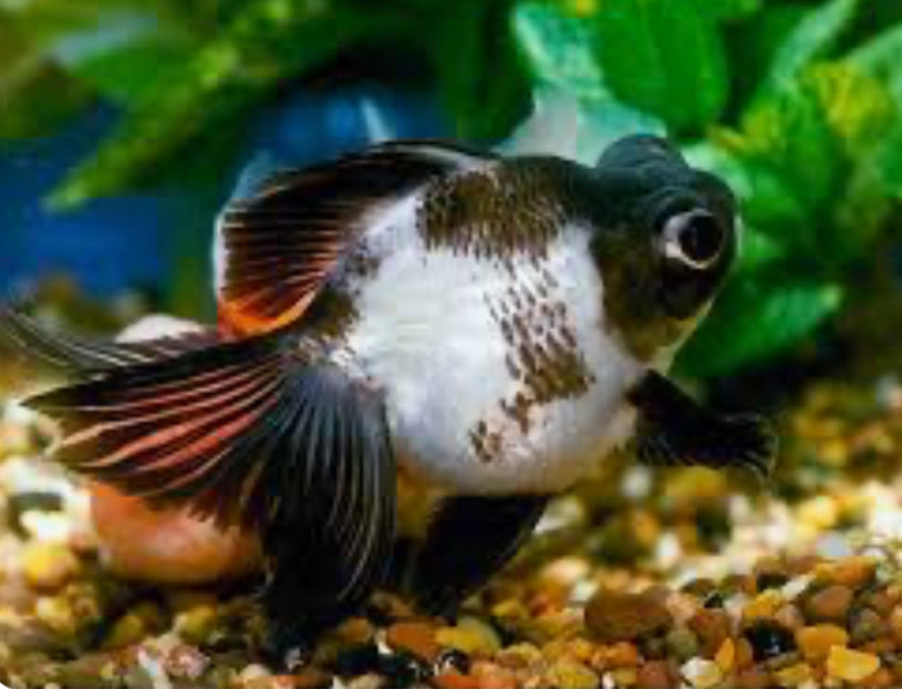 Japanese Butterfly Moor sm